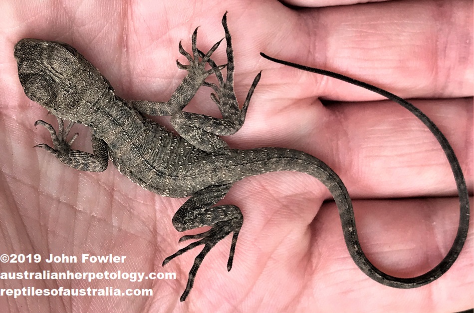 Eastern Water Dragon Intellagama lesueurii lesueurii